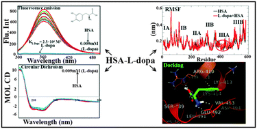 Graphical abstract: Binding studies of l-3,4-dihydroxyphenylalanine with human serum albumin