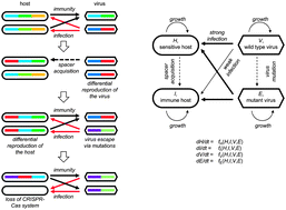 Graphical abstract: Evolution of the CRISPR-Cas adaptive immunity systems in prokaryotes: models and observations on virus–host coevolution