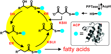 Graphical abstract: Fatty acid biosynthesis revisited: structure elucidation and metabolic engineering