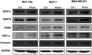 Graphical abstract: Proteomic analysis of rhein-induced cyt: ER stress mediates cell death in breast cancer cells