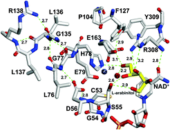 Graphical abstract: Role of a remote leucine residue in the catalytic function of polyol dehydrogenase