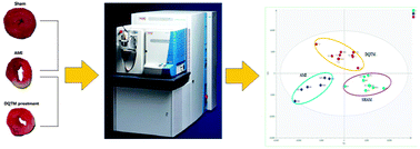 Graphical abstract: UHPLC-LTQ-Orbitrap MS combined with spike-in method for plasma metabonomics analysis of acute myocardial ischemia rats and pretreatment effect of Danqi Tongmai tablet