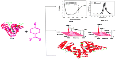 Graphical abstract: Elucidating the interaction of limonene with bovine serum albumin: a multi-technique approach