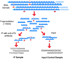 Graphical abstract: Decomposition of RNA methylome reveals co-methylation patterns induced by latent enzymatic regulators of the epitranscriptome