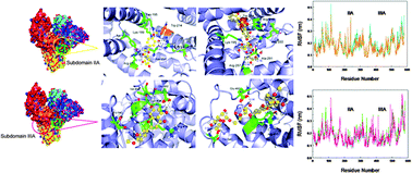 Graphical abstract: Biological activity of natural flavonoids as impacted by protein flexibility: an example of flavanones