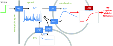 Graphical abstract: Compartmentalized calcium signaling triggers subpopulation formation upon platelet activation through PAR1