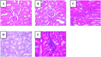 Graphical abstract: A urinary metabolomics study of rats after the exposure to acrylamide by ultra performance liquid chromatography coupled with quadrupole time-of-flight tandem mass spectrometry