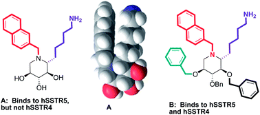 Graphical abstract: Synthesis of iminosugar derivatives presenting naphthyl and alkyl amine interacting groups and binding to somatostatin receptors