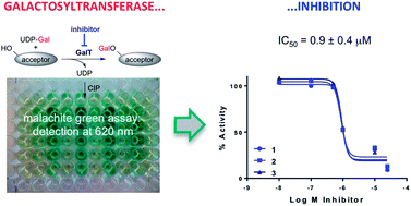 Graphical abstract: A practical glycosyltransferase assay for the identification of new inhibitor chemotypes