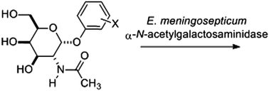 Graphical abstract: A mechanistic study on the α-N-acetylgalactosaminidase from E. meningosepticum: a family 109 glycoside hydrolase