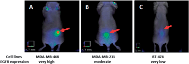 Graphical abstract: Synthesis and biological evaluation of panitumumab–IRDye800 conjugate as a fluorescence imaging probe for EGFR-expressing cancers