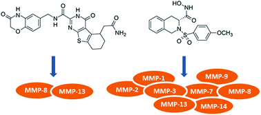 Graphical abstract: Characterization of a selective inhibitor for matrix metalloproteinase-8 (MMP-8)