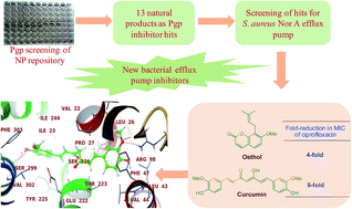 Graphical abstract: Osthol and curcumin as inhibitors of human Pgp and multidrug efflux pumps of Staphylococcus aureus: reversing the resistance against frontline antibacterial drugs