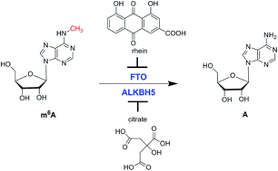 Graphical abstract: Repair of methyl lesions in RNA by oxidative demethylation
