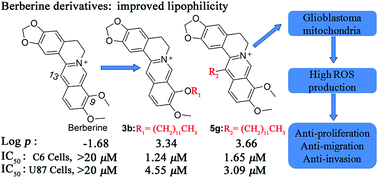 Graphical abstract: Discovery of mitochondria-targeting berberine derivatives as the inhibitors of proliferation, invasion and migration against rat C6 and human U87 glioma cells