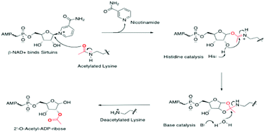 Graphical abstract: Can we use the epigenetic bioactivity of caloric restriction and phytochemicals to promote healthy ageing?