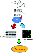 Graphical abstract: Isoxazole derivatives of 6-fluoro-N-(6-methoxybenzo[d]thiazol-2-yl)benzo[d]thiazol-2-amine and N-(pyrimidin-2-yl)benzo[d]thiazol-2-amine: regulation of cell cycle and apoptosis by p53 activation via mitochondrial-dependent pathways