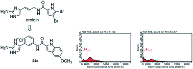 Graphical abstract: Analogues of the marine alkaloids oroidin, clathrodin, and hymenidin induce apoptosis in human HepG2 and THP-1 cancer cells