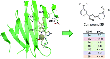 Graphical abstract: Optimisation of a triazolopyridine based histone demethylase inhibitor yields a potent and selective KDM2A (FBXL11) inhibitor