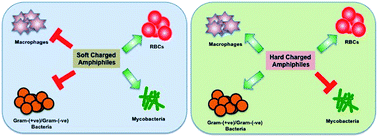 Graphical abstract: Bile acid amphiphiles with tunable head groups as highly selective antitubercular agents