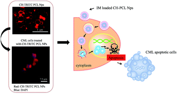 Graphical abstract: Sustained anti-BCR-ABL activity with pH responsive imatinib mesylate loaded PCL nanoparticles in CML cells