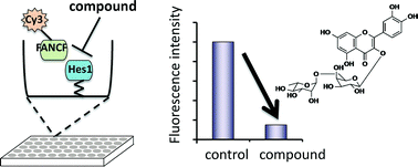 Graphical abstract: Naturally occurring FANCF–Hes1 complex inhibitors from Wrightia religiosa