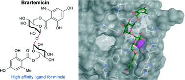 Graphical abstract: The natural product brartemicin is a high affinity ligand for the carbohydrate-recognition domain of the macrophage receptor mincle