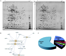 Graphical abstract: Proteomic analysis of putative heme-binding proteins in Streptococcus pyogenes