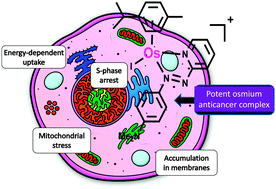 Graphical abstract: Potent organometallic osmium compounds induce mitochondria-mediated apoptosis and S-phase cell cycle arrest in A549 non-small cell lung cancer cells