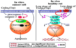 Graphical abstract: A comprehensive biological insight of trinuclear copper(ii)–tin(iv) chemotherapeutic anticancer drug entity: in vitro cytotoxicity and in vivo systemic toxicity studies