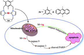 Graphical abstract: Antitumor properties and mechanisms of mitochondria-targeted Ag(i) and Au(i) complexes containing N-heterocyclic carbenes derived from cyclophanes