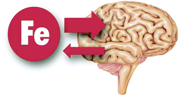 Graphical abstract: Imbalance of iron influx and efflux causes brain iron accumulation over time in the healthy adult rat