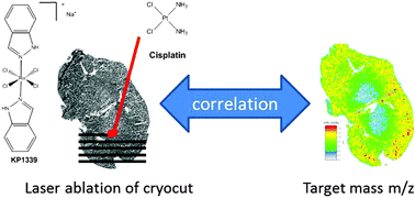 Graphical abstract: Quantitative bioimaging by LA-ICP-MS: a methodological study on the distribution of Pt and Ru in viscera originating from cisplatin- and KP1339-treated mice