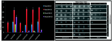 Graphical abstract: Transformed yeast (Schizosaccharomyces pombe) overexpressing rice Tau class glutathione S-transferase (OsGSTU30 and OsGSTU41) shows enhanced resistance to hexavalent chromium