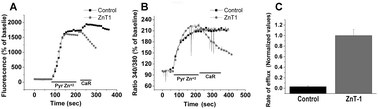 Graphical abstract: ZnT-1 extrudes zinc from mammalian cells functioning as a Zn2+/H+ exchanger