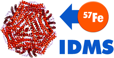 Graphical abstract: Quantification of ferritin bound iron in human serum using species-specific isotope dilution mass spectrometry