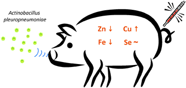 Graphical abstract: Acute and subacute response of iron, zinc, copper and selenium in pigs experimentally infected with Actinobacillus pleuropneumoniae
