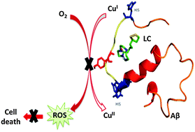 Graphical abstract: Bimodal-hybrid heterocyclic amine targeting oxidative pathways and copper mis-regulation in Alzheimer's disease