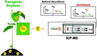 Graphical abstract: Evaluation of Fe uptake and translocation in transgenic and non-transgenic soybean plants using enriched stable 57Fe as a tracer