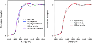 Graphical abstract: Hg(ii) bacterial biouptake: the role of anthropogenic and biogenic ligands present in solution and spectroscopic evidence of ligand exchange reactions at the cell surface