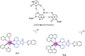 Graphical abstract: Experimental and density functional theory (DFT) studies on the interactions of Ru(ii) polypyridyl complexes with the RAN triplex poly(U)˙poly(A)*poly(U)