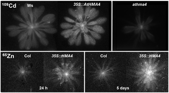 Graphical abstract: Modulation of Zn/Cd P1B2-ATPase activities in Arabidopsis impacts differently on Zn and Cd contents in shoots and seeds