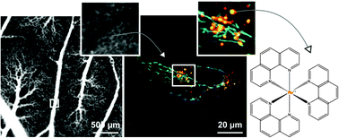 Graphical abstract: Endosomes: guardians against [Ru(Phen)3]2+ photo-action in endothelial cells during in vivo pO2 detection?