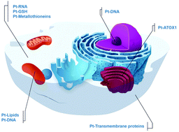 Graphical abstract: Biomarkers to assess the efficiency of treatment with platinum-based drugs: what can metallomics add?