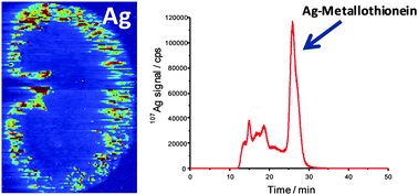 Graphical abstract: An insight into silver nanoparticles bioavailability in rats