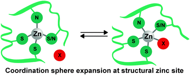 Graphical abstract: The dynamics of zinc sites in proteins: electronic basis for coordination sphere expansion at structural sites