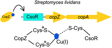 Graphical abstract: Copper trafficking in the CsoR regulon of Streptomyces lividans