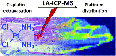 Graphical abstract: Extravasation of Pt-based chemotherapeutics – bioimaging of their distribution in resectates using laser ablation-inductively coupled plasma-mass spectrometry (LA-ICP-MS)