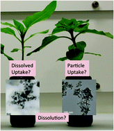 Graphical abstract: Dissolved cerium contributes to uptake of Ce in the presence of differently sized CeO2-nanoparticles by three crop plants