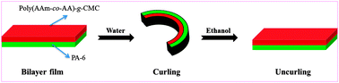 Graphical abstract: Chemo-responsive bilayer actuator film: fabrication, characterization and actuator response